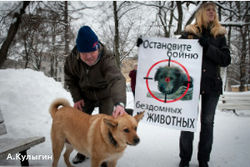 Зоозащитники вышли на улицы, чтобы защитить бездомных животных