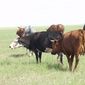 Какова стратегия развития животноводства Кыргызстана?
