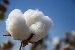 Рынок хлопка: какие коррективы внес доклад МСХ США?