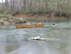 Верный пес спасает друзей на воде