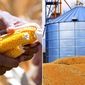 Рынок кукурузы: трейдеры об отчетности USDA и перспективах