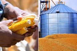 Рынок кукурузы: трейдеры об отчетности USDA и перспективах
