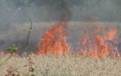 В Николаевской области горело поле Аркадия Корнацкого – версии