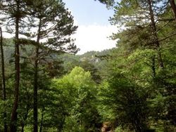 Леса Крыма стали недоступны для отдыхающих и местного населения