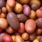 Польское правительство запретило производить картофель и кукурузу ГМ