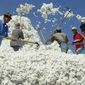 МСХ США: урожайность хлопка снизится на 3 процента