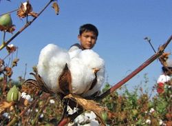 Инвесторам: хлопок на бирже торгуется во флете