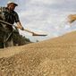 На 14 процентов увеличится экспорт сои и кукурузы из порта Бразилии Паранагуа
