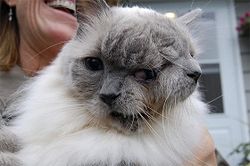 кот с двумя мордами