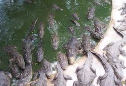 В ЮАР для вылова тысяч сбежавших крокодилов привлекли армию