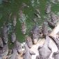 В ЮАР для вылова тысяч сбежавших крокодилов привлекли армию
