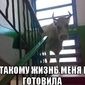 Рынок КРС США в долгосрочной перспективе продолжит свой рост
