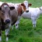 На рынке КРС США действуют разнонаправленные факторы - USDA