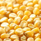 Объём экспортированной украинской кукурузы составил 7,3 млн. тонн
