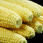 В текущем МГ мировое производство кукурузы увеличится на 0,7 млн. тонн 