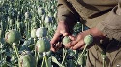 Чем ближе вывод войск НАТО, тем больше производство опиума в Афганистане