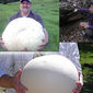 Канадец, нашедший гриб весом 26 кг, не знает, что с ним делать