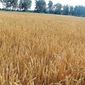В 2012 году производство пшеницы в Японии выросло на 15 процентов