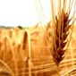 Пшеница в России стремительно дешевеет 
