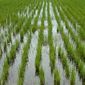 Урожай американского риса в 2012-2013 МГ будет на уровне 6,4 млн. тонн
