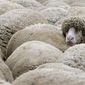 Овцы инстинктивно жмутся друг к другу