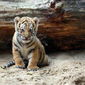 Детеныш исчезающего амурского тигра