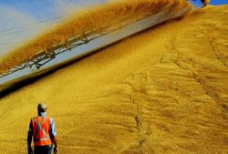 Объём зерна на экспорт в Украине практически исчерпан