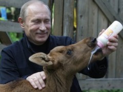 putin1408385994_thumb_medium240_180.jpg