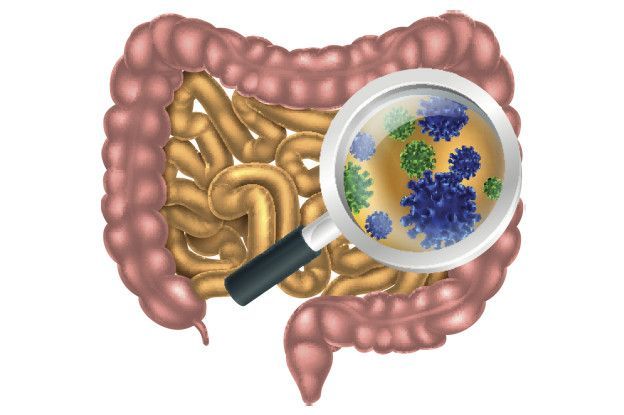 160128145528_gut_bacteria_624x415_istock
