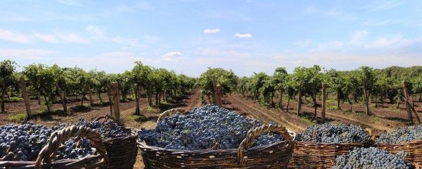 vino.jpg
