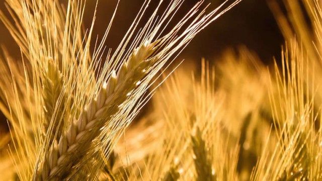grain2-640x360.jpg