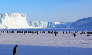 penguins-ice-floe-snow-antarctica-480x28