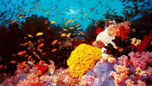 Postcard_Great_Barrier_Reef_1739.jpg