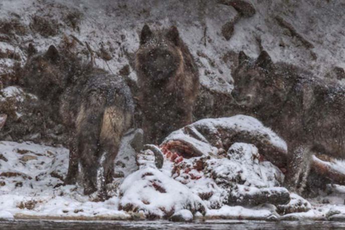 best-photos-2016-natgeo-national-geograp