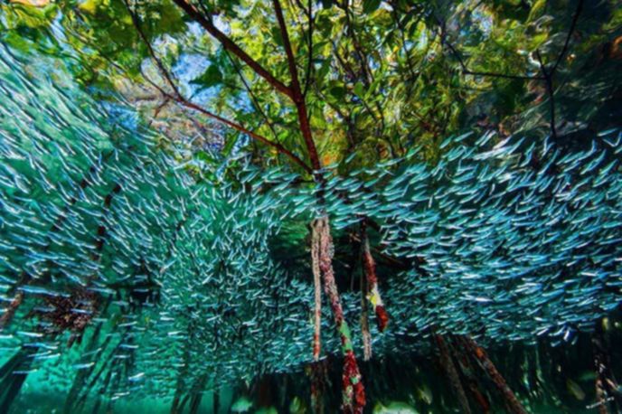 best-photos-2016-natgeo-national-geograp